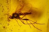 Fossil Butterfly Larva and Flies in Baltic Amber #145386-1